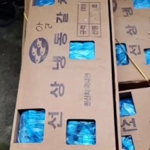 钩钓刀鱼