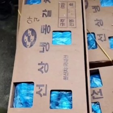 钩钓刀鱼