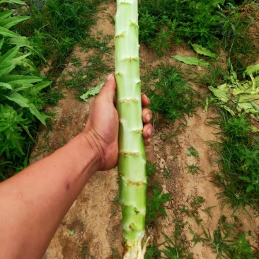 质量一般的红笋不空心价格便宜
