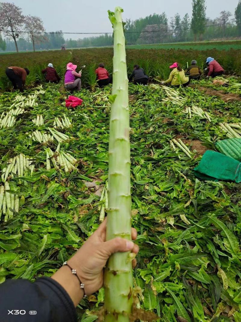 质量一般的红笋不空心价格便宜