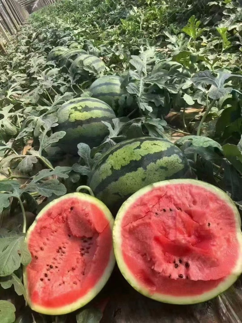 美都甘美皇大量接单，欢迎全国各地老板合作共赢，终身朋友