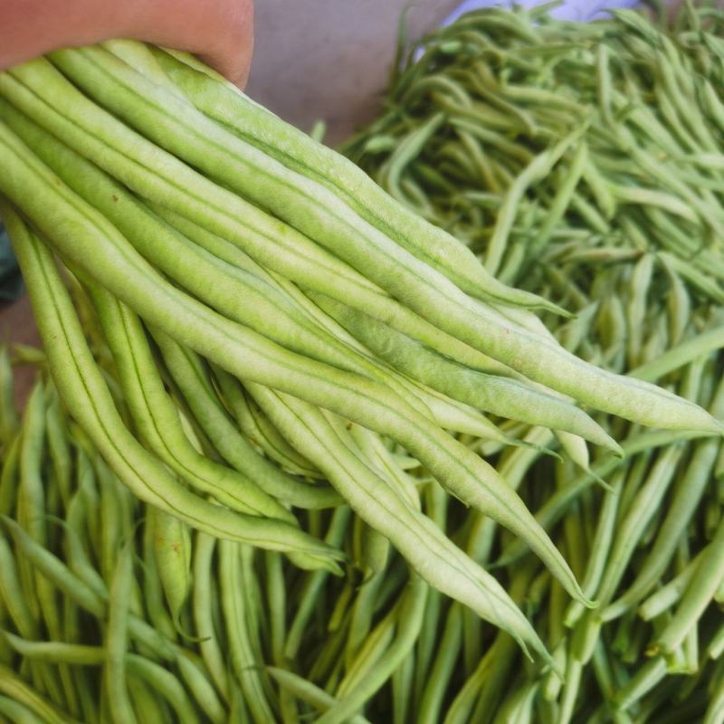 高原夏菜武山四季豆新货上市产地直销品质保证