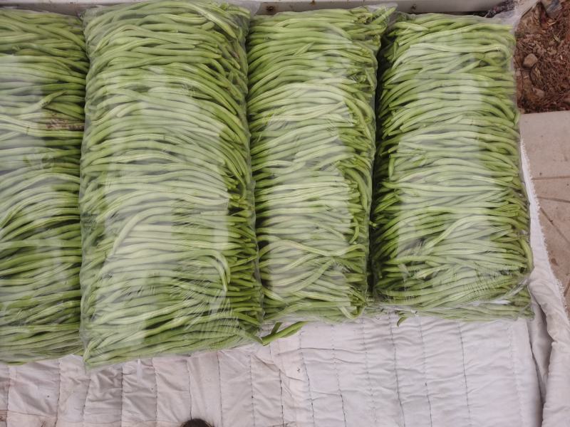 高原夏菜武山四季豆新货上市产地直销品质保证
