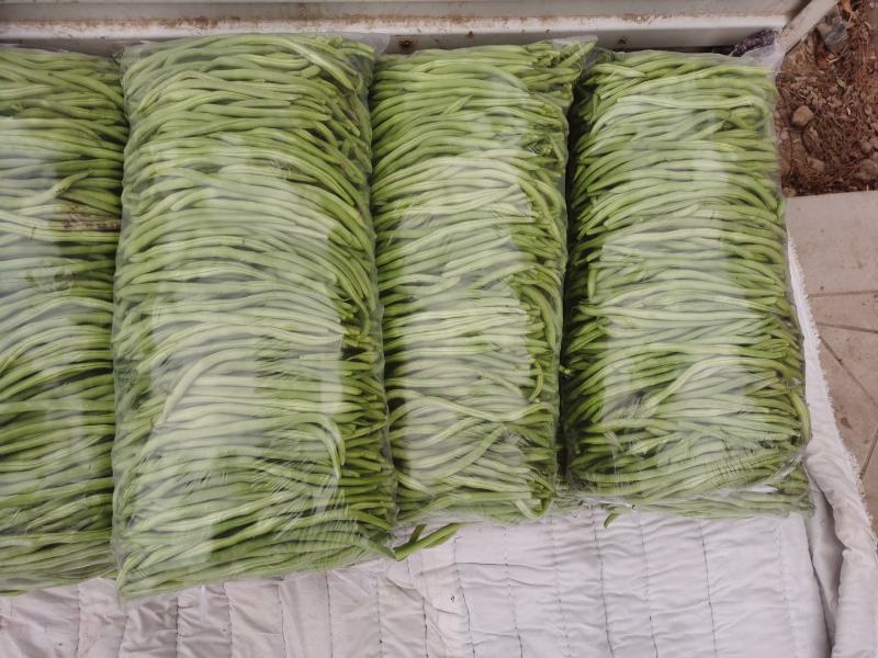 高原夏菜武山四季豆新货上市产地直销品质保证