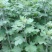 新鲜野生艾叶艾草中药材纯野生陈艾叶假一赔十
