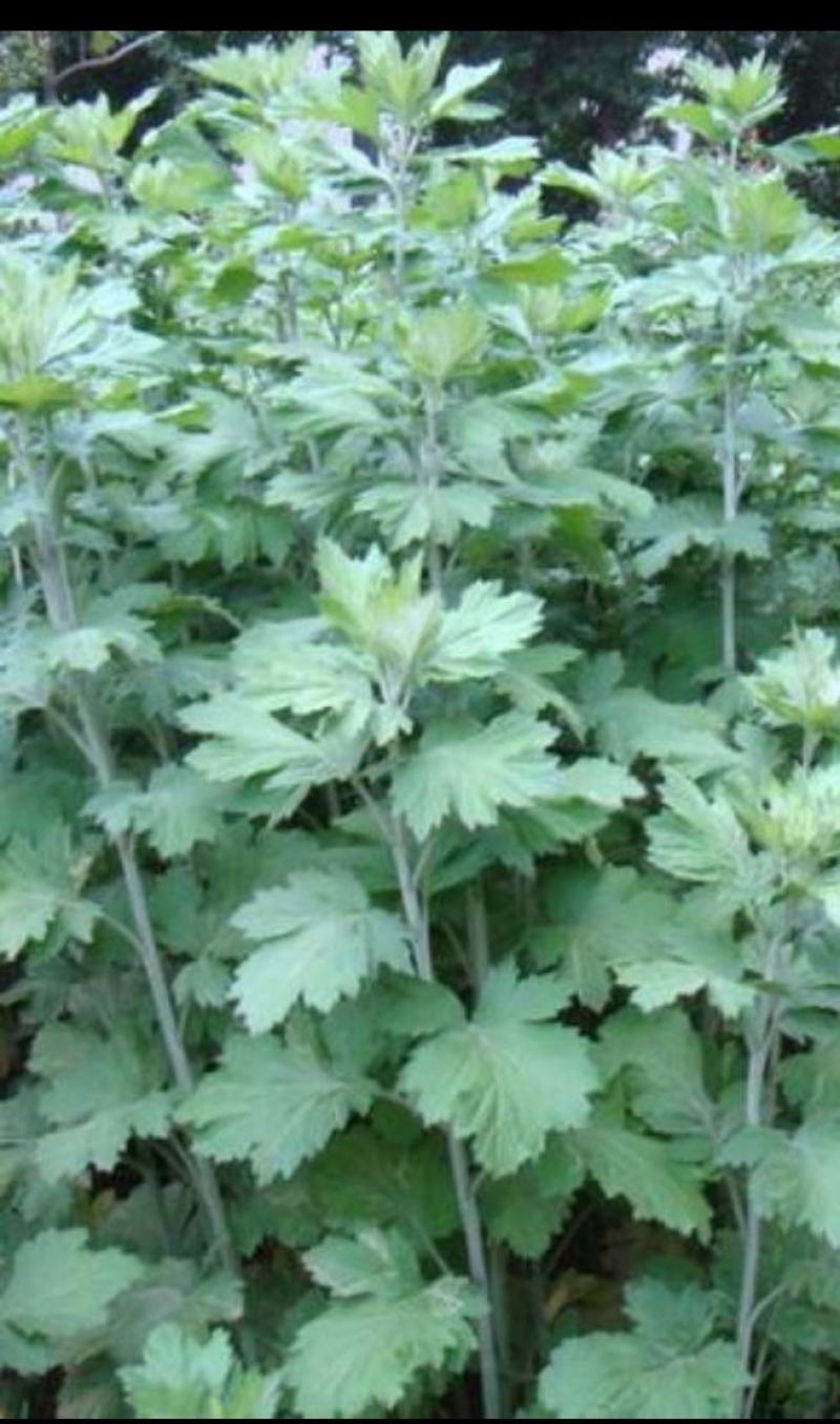 新鲜野生艾叶艾草中药材纯野生陈艾叶假一赔十