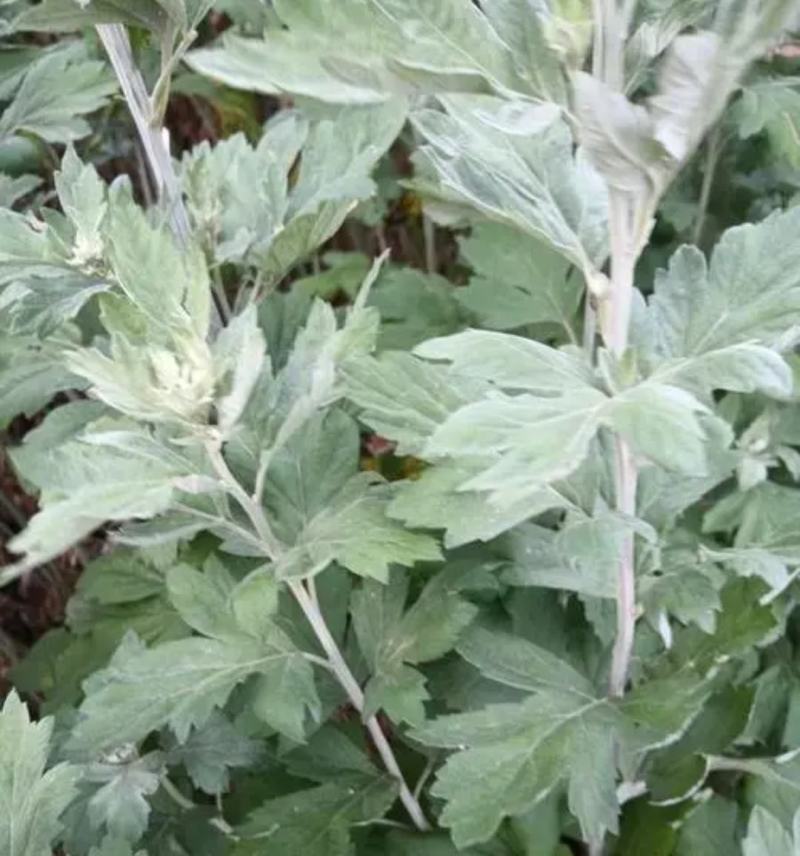 新鲜野生艾叶艾草中药材纯野生陈艾叶假一赔十
