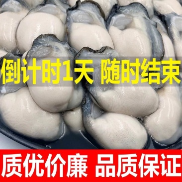 【高品质】新鲜生蚝肉鲜活现剥去壳海鲜即食原浆海蛎子牡蛎肉