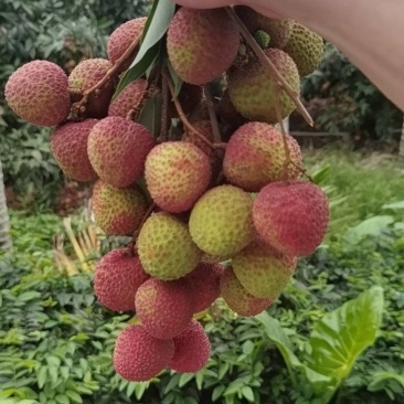 妃子笑荔枝