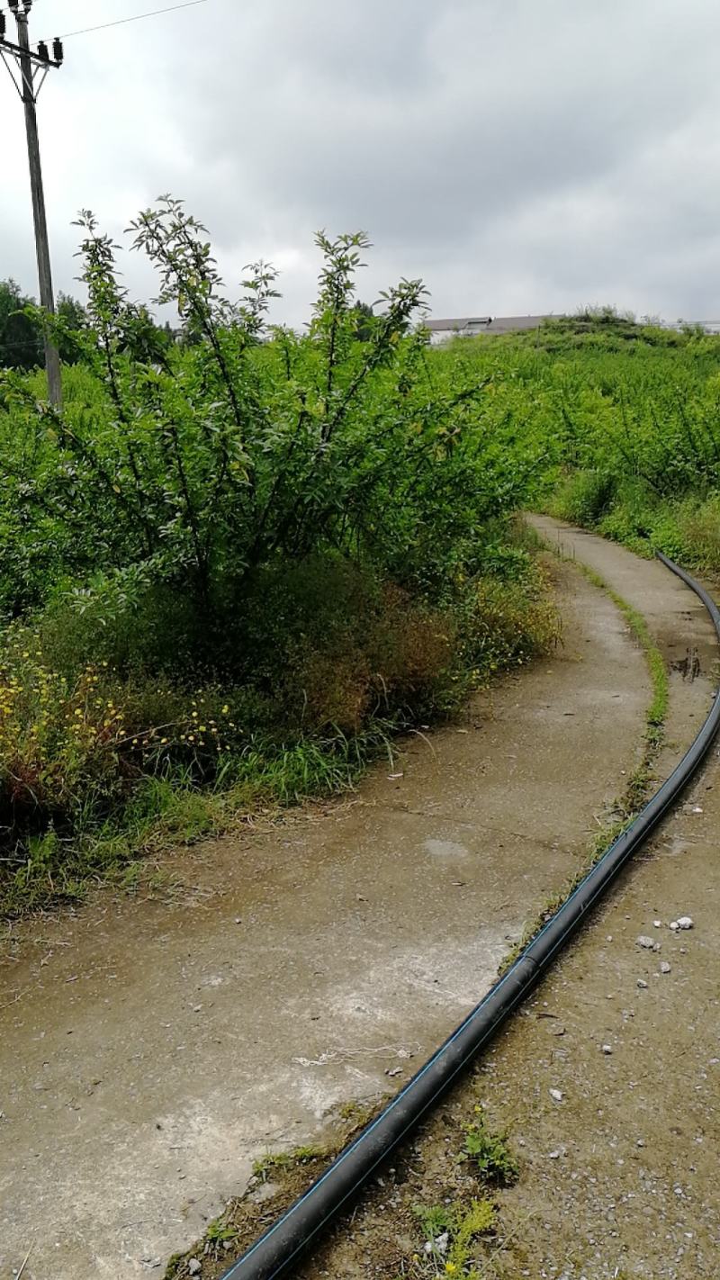 藤椒地免费出让