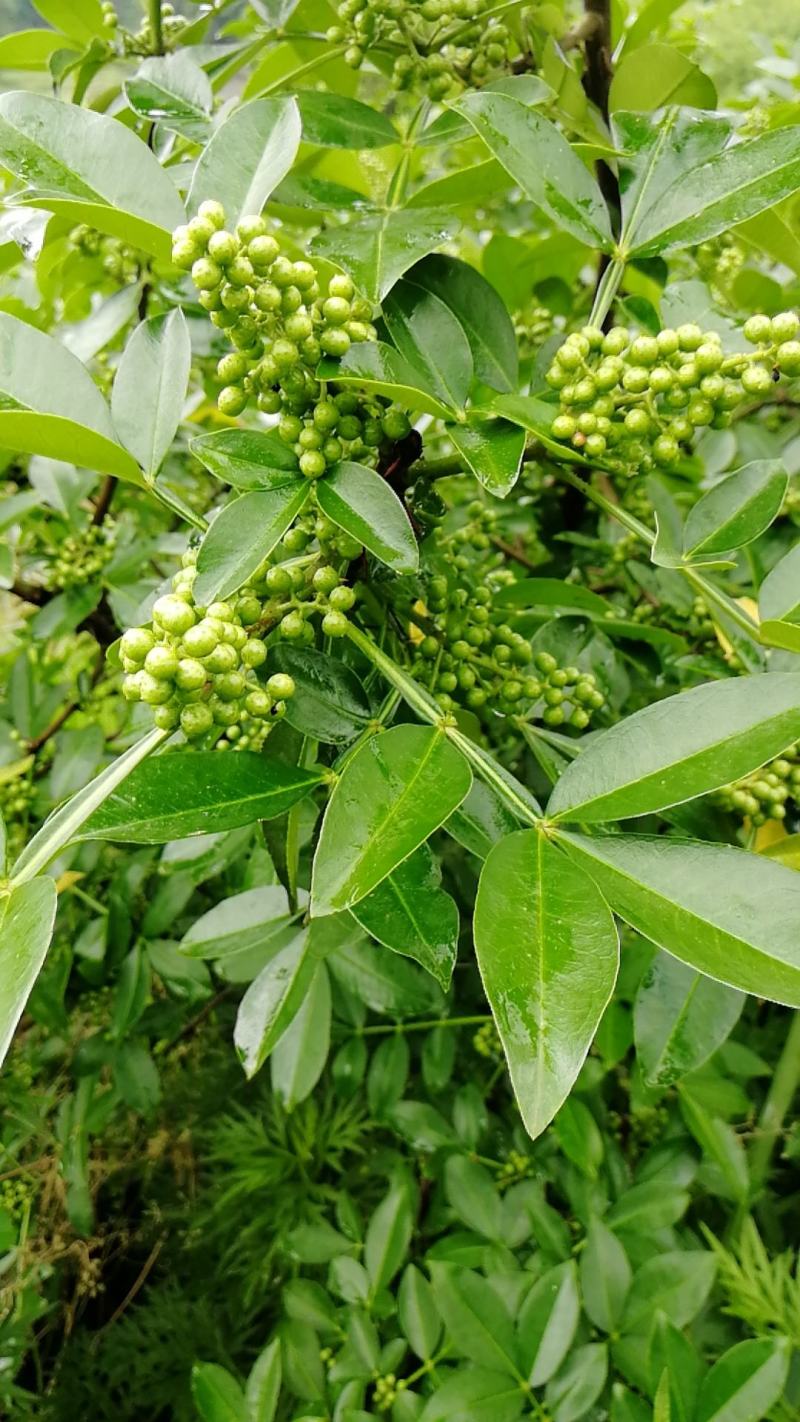 藤椒地免费出让