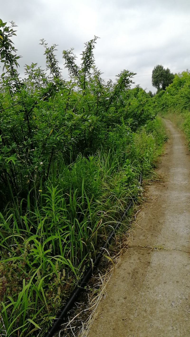 藤椒地免费出让