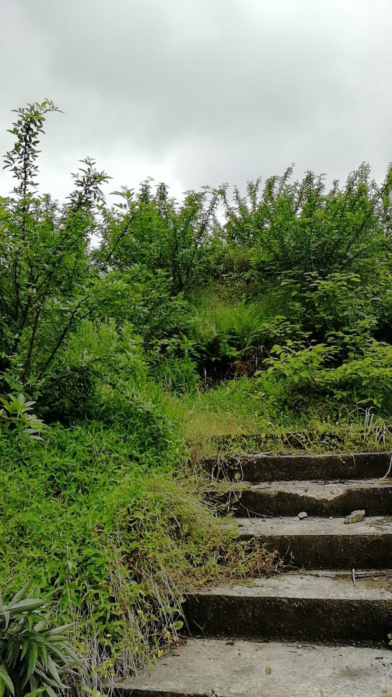 藤椒地免费出让