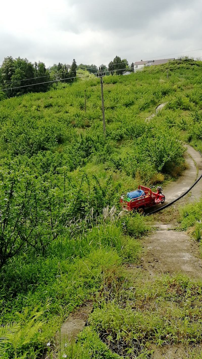 藤椒地免费出让
