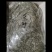 新鲜野生艾叶艾草中药材纯野生陈艾叶假一赔十