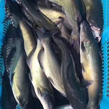 鮰鱼