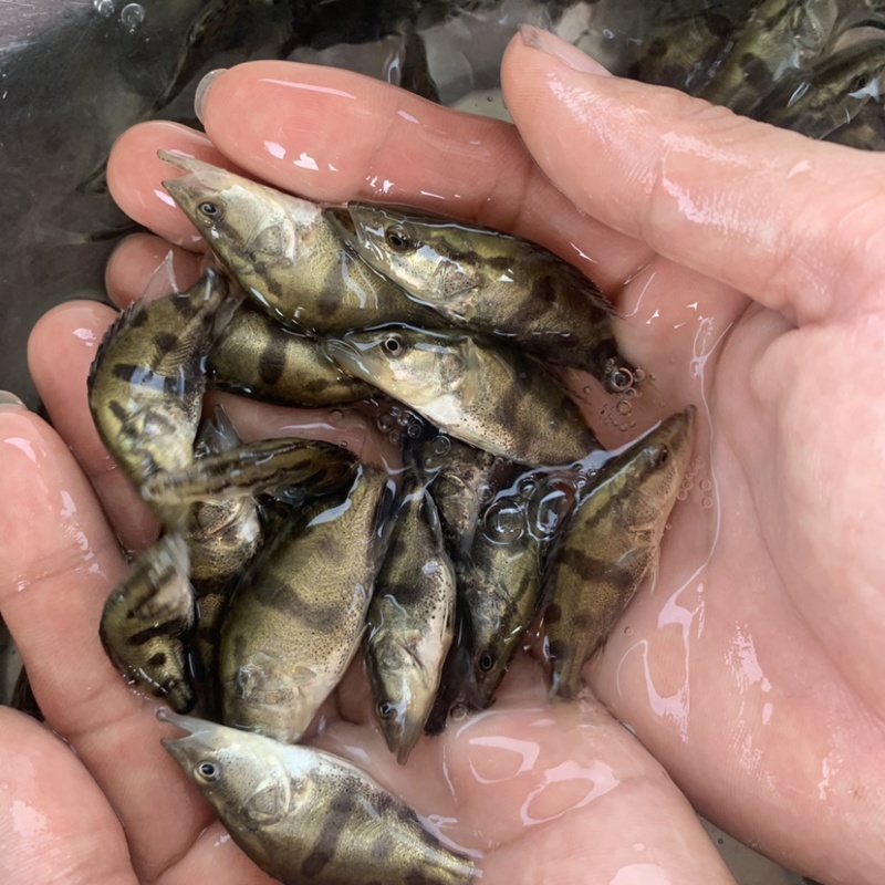 桂花鱼苗，淡水，鳜鱼，活体翘嘴鳜鱼，包邮包活到家