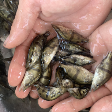 桂花鱼苗，淡水，鳜鱼，活体翘嘴鳜鱼，包邮包活到家