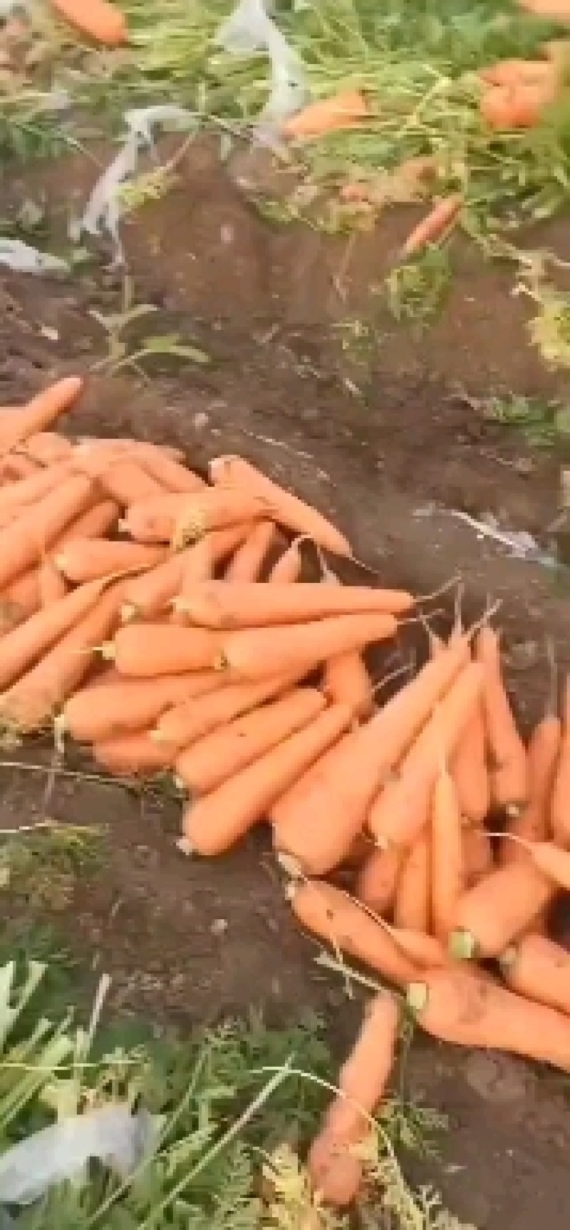 【胡萝卜】精品三红胡萝卜山东潍坊青州市大量供应现挖现发