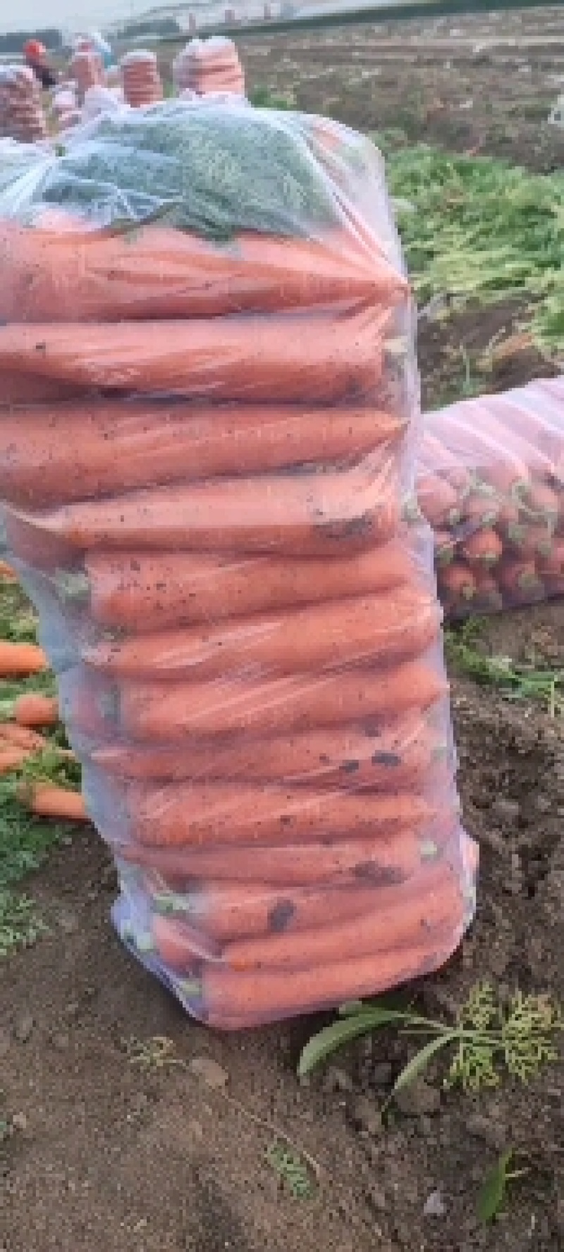 【胡萝卜】精品三红胡萝卜山东潍坊青州市大量供应现挖现发
