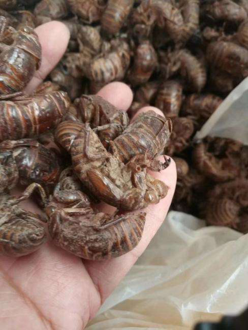 蝉蜕蝉衣金蝉知了皮水洗净货规格齐全量大从优