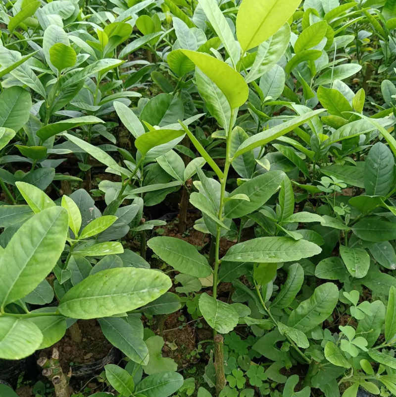 广东香水柠檬苗