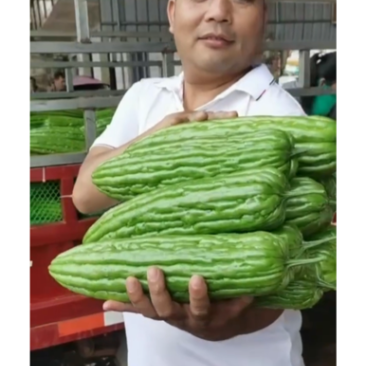 湛江市徐闻苦瓜