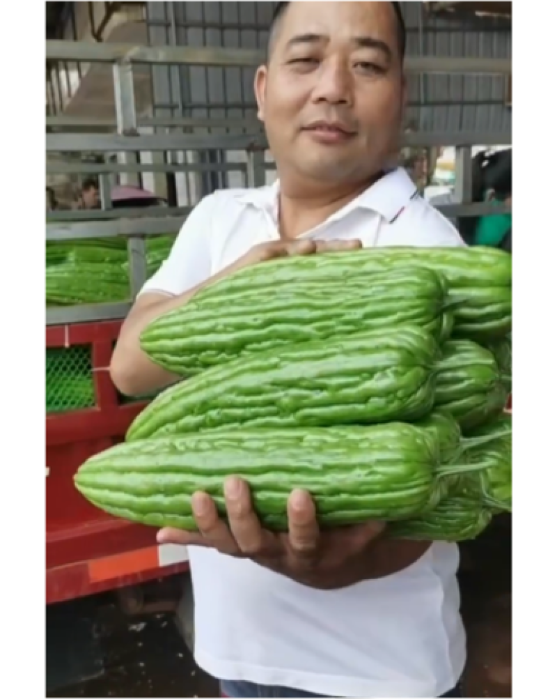 湛江市徐闻苦瓜