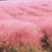 【物优价廉】山东粉黛乱子草基地直销大量有货，量大从优