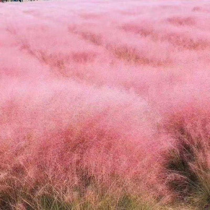 【物优价廉】山东粉黛乱子草基地直销大量有货，量大从优