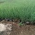 【物优价廉】山东粉黛乱子草基地直销大量有货，量大从优