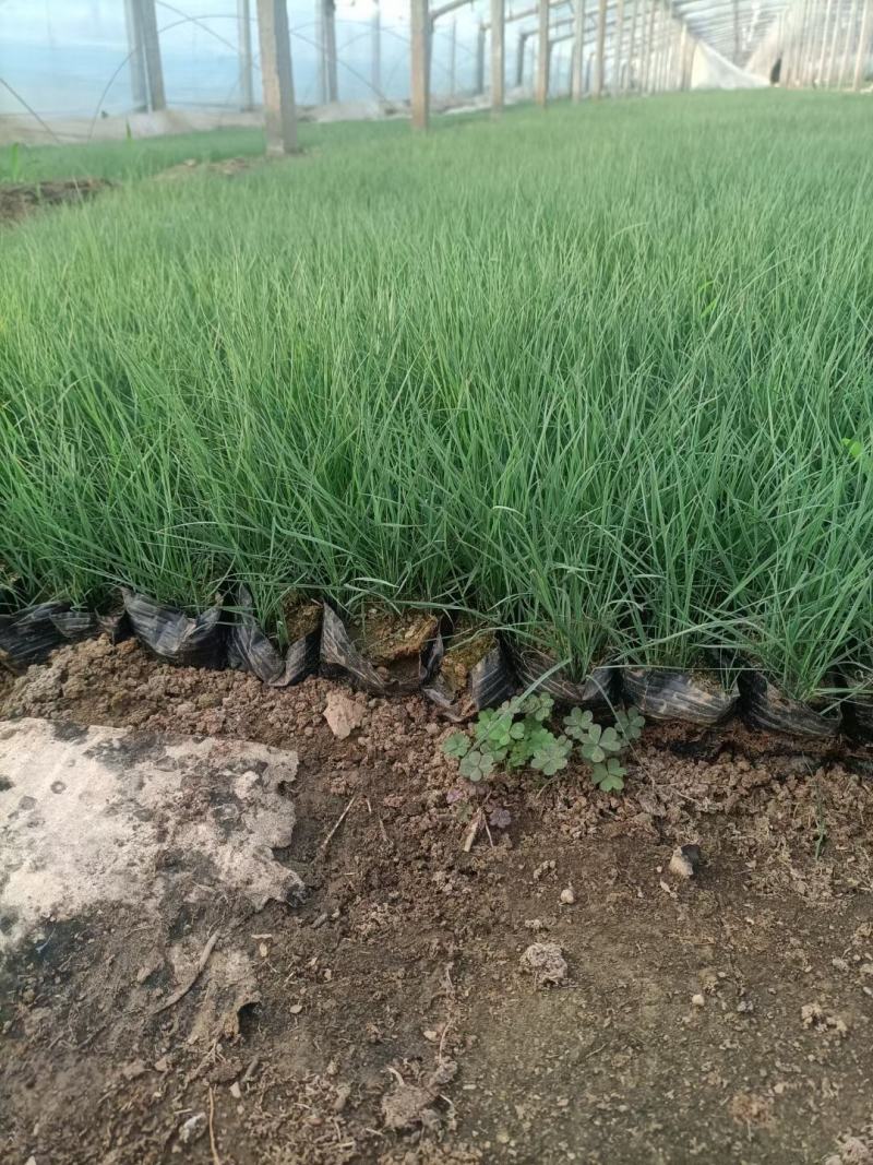 【物优价廉】山东粉黛乱子草基地直销大量有货，量大从优