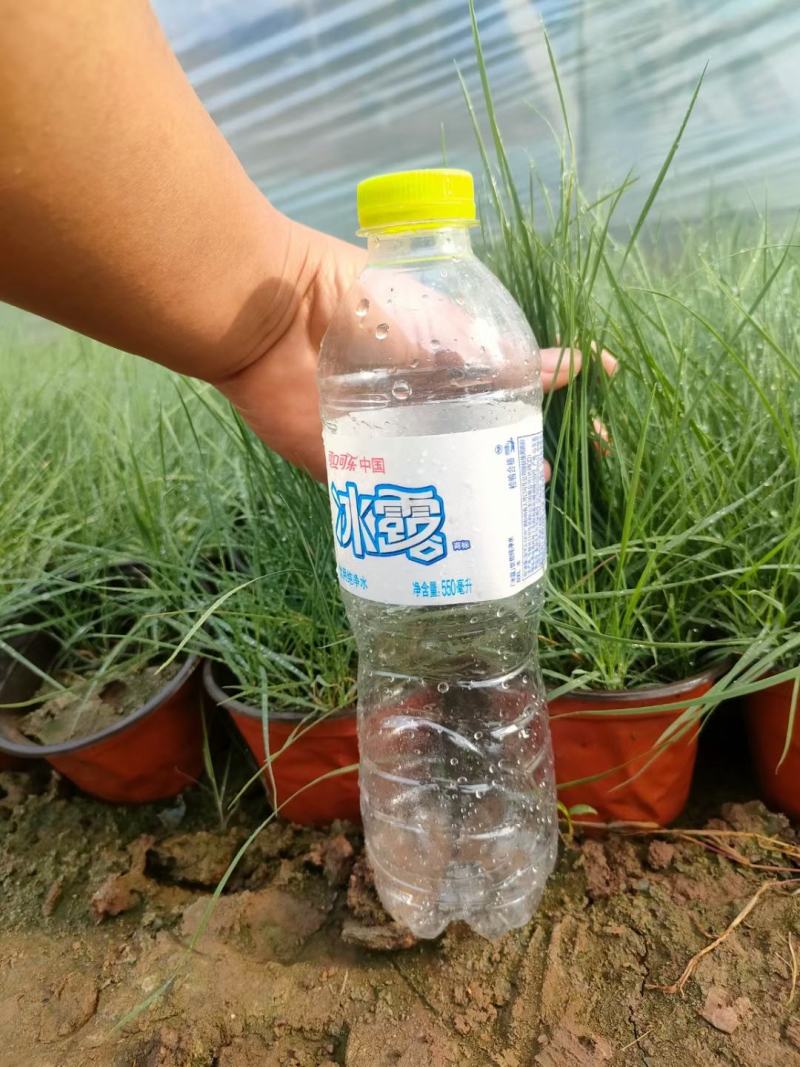 【物优价廉】山东粉黛乱子草基地直销大量有货，量大从优