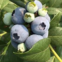 莱克西精品蓝莓，产地直发，两斤起起欢迎来电