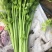 山芹香芹小香芹新鲜蔬菜大量批发产地直销