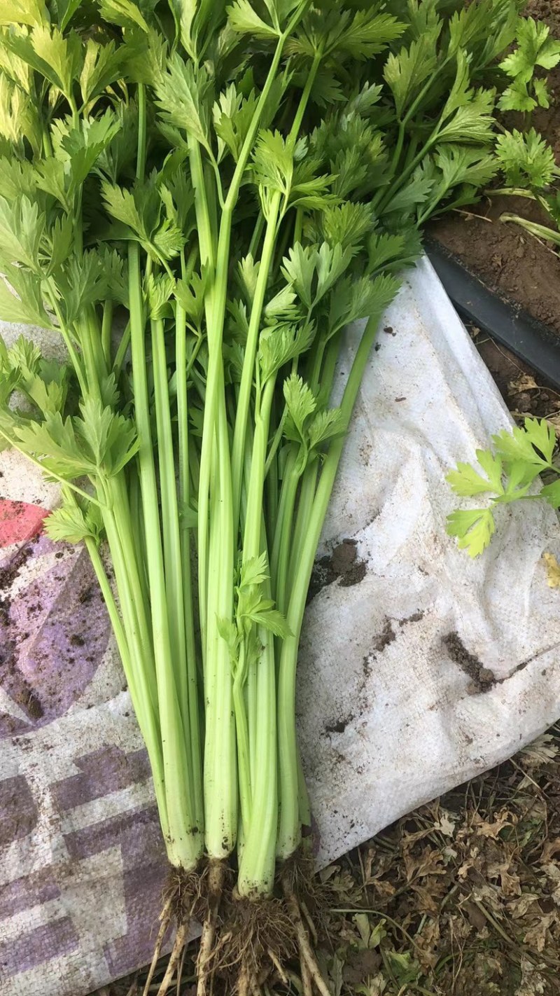 山芹香芹小香芹新鲜蔬菜大量批发产地直销