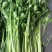 山芹香芹小香芹新鲜蔬菜大量批发产地直销