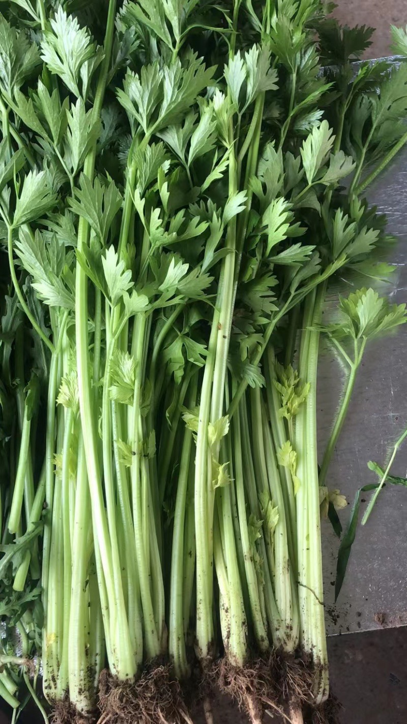 山芹香芹小香芹新鲜蔬菜大量批发产地直销