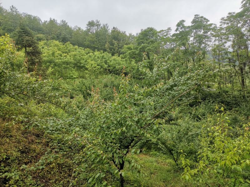 梅子四川青梅基地直发量大从优，品质保证，经营各种梅子