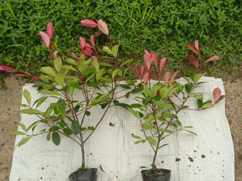 红叶石楠大小杯苗大田苗红叶石楠大桶规格齐全质量可靠