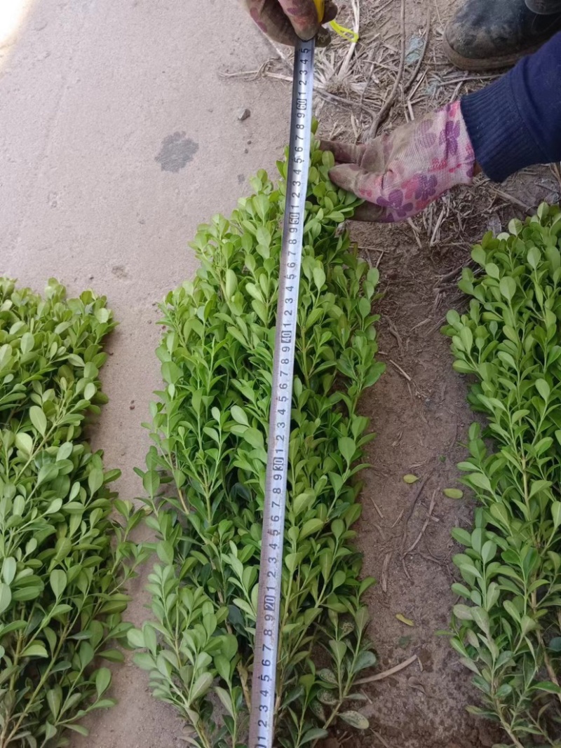 精品瓜子黄杨25高30高40高大量有货农户直供