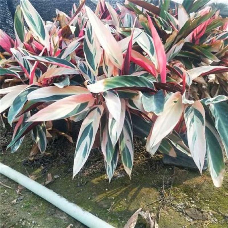 彩虹竹芋盆栽类观叶花卉室内客厅四季好养易活花苗耐阴大绿植