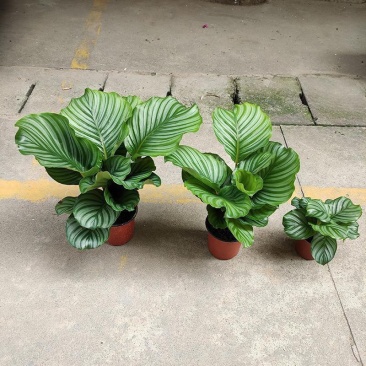 青苹果竹芋水培盆栽大盆花卉绿植盆栽办公室吸烟净化空气