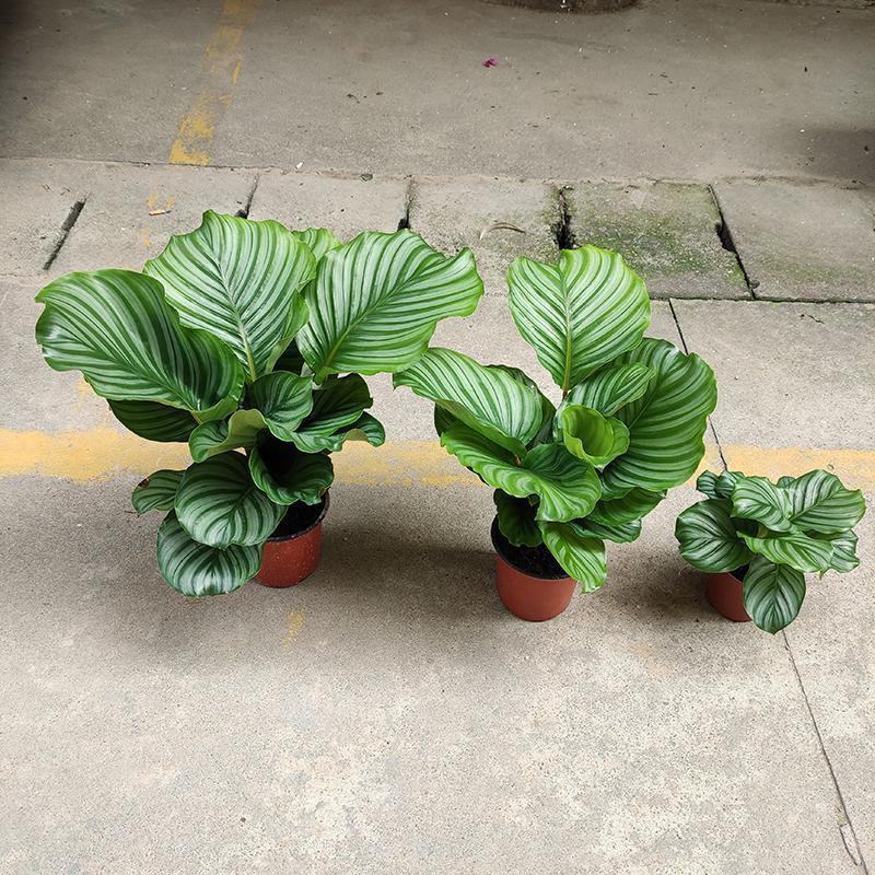 青苹果竹芋水培盆栽大盆花卉绿植盆栽办公室吸烟净化空气