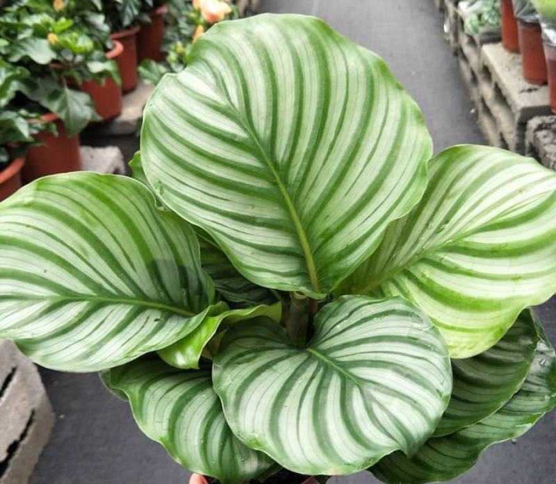 青苹果竹芋水培盆栽大盆花卉绿植盆栽办公室吸烟净化空气