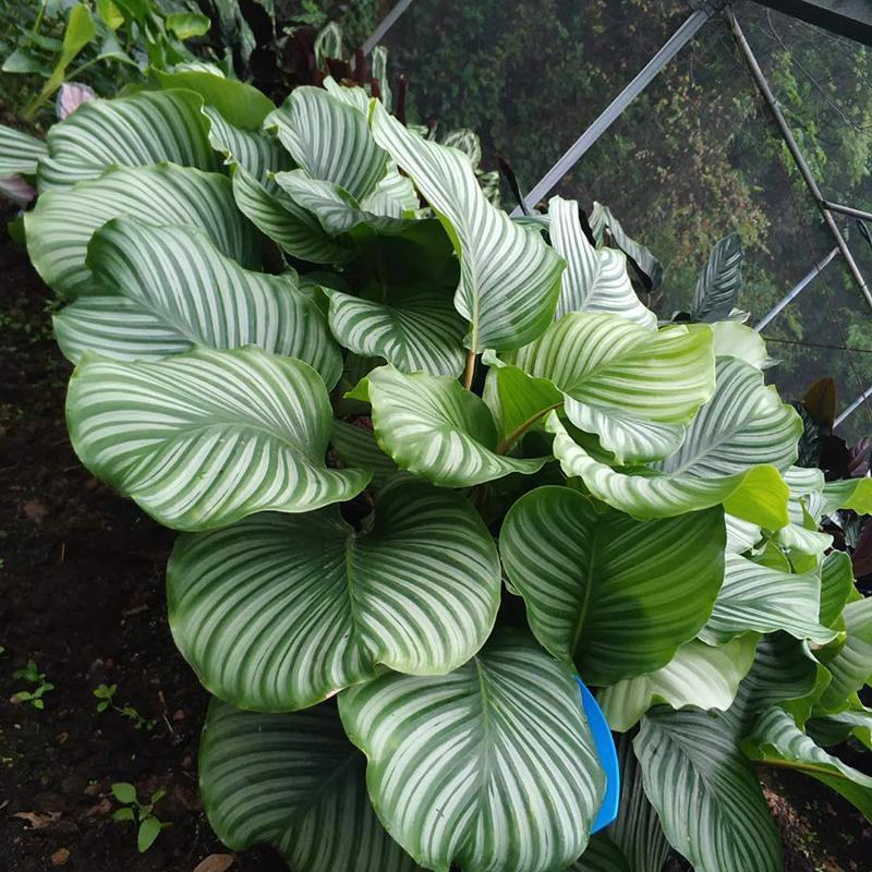 青苹果竹芋水培盆栽大盆花卉绿植盆栽办公室吸烟净化空气