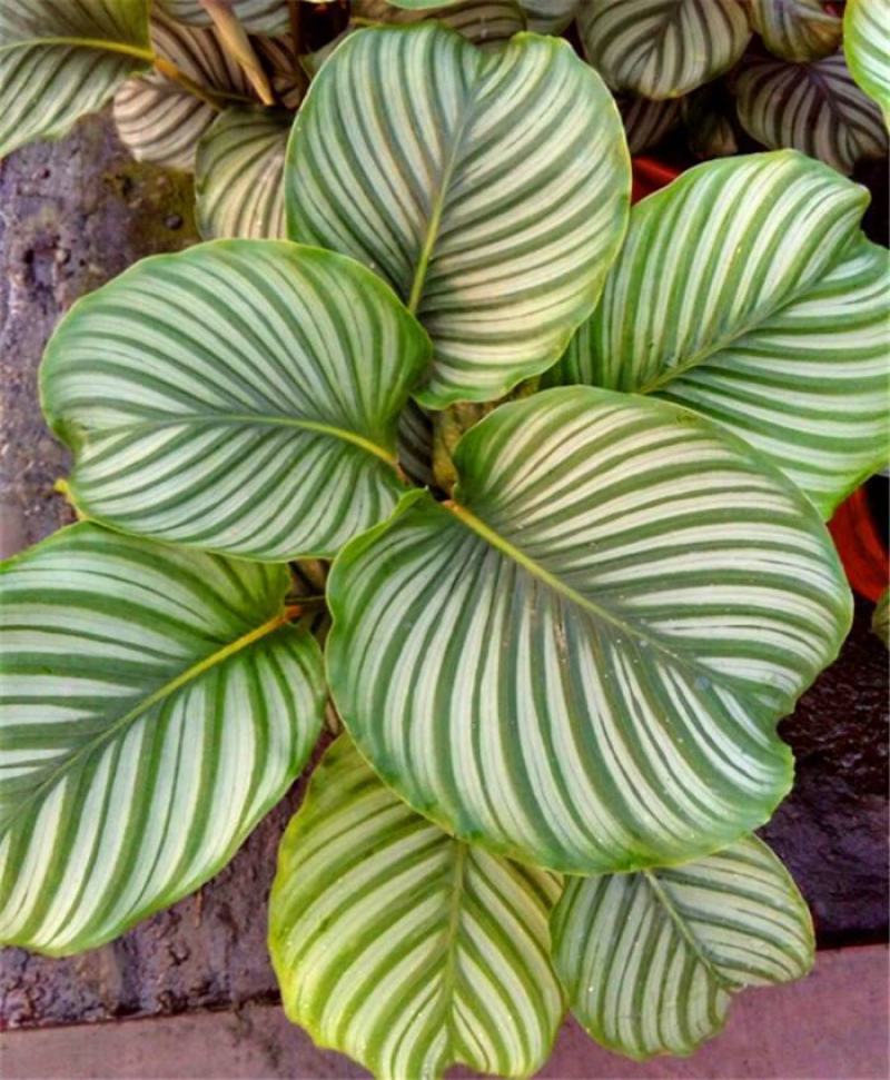 青苹果竹芋水培盆栽大盆花卉绿植盆栽办公室吸烟净化空气
