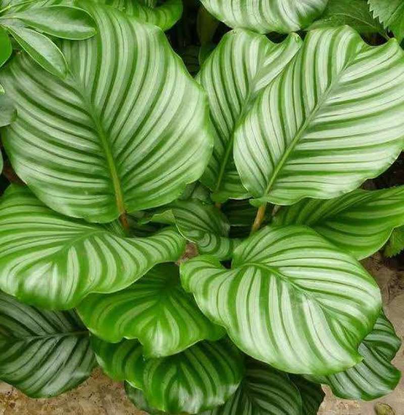 青苹果竹芋水培盆栽大盆花卉绿植盆栽办公室吸烟净化空气