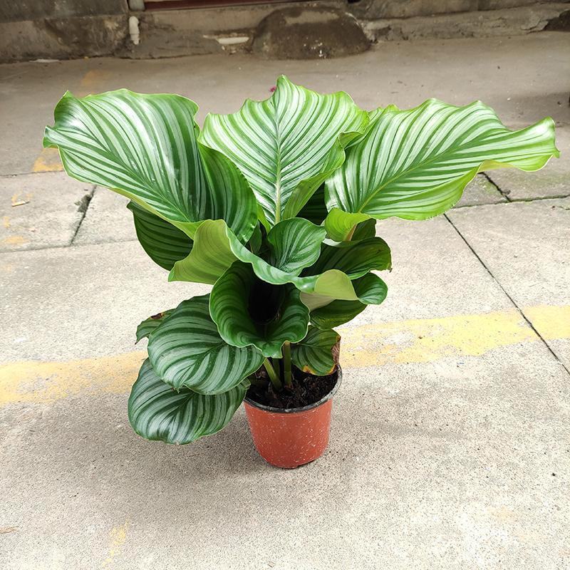 青苹果竹芋水培盆栽大盆花卉绿植盆栽办公室吸烟净化空气