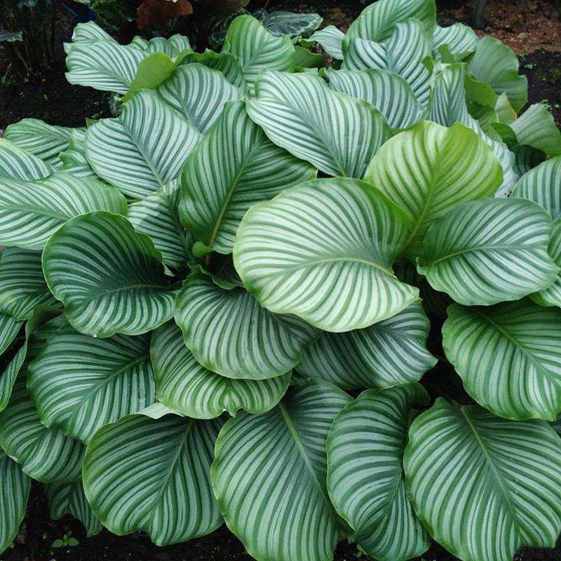 青苹果竹芋水培盆栽大盆花卉绿植盆栽办公室吸烟净化空气